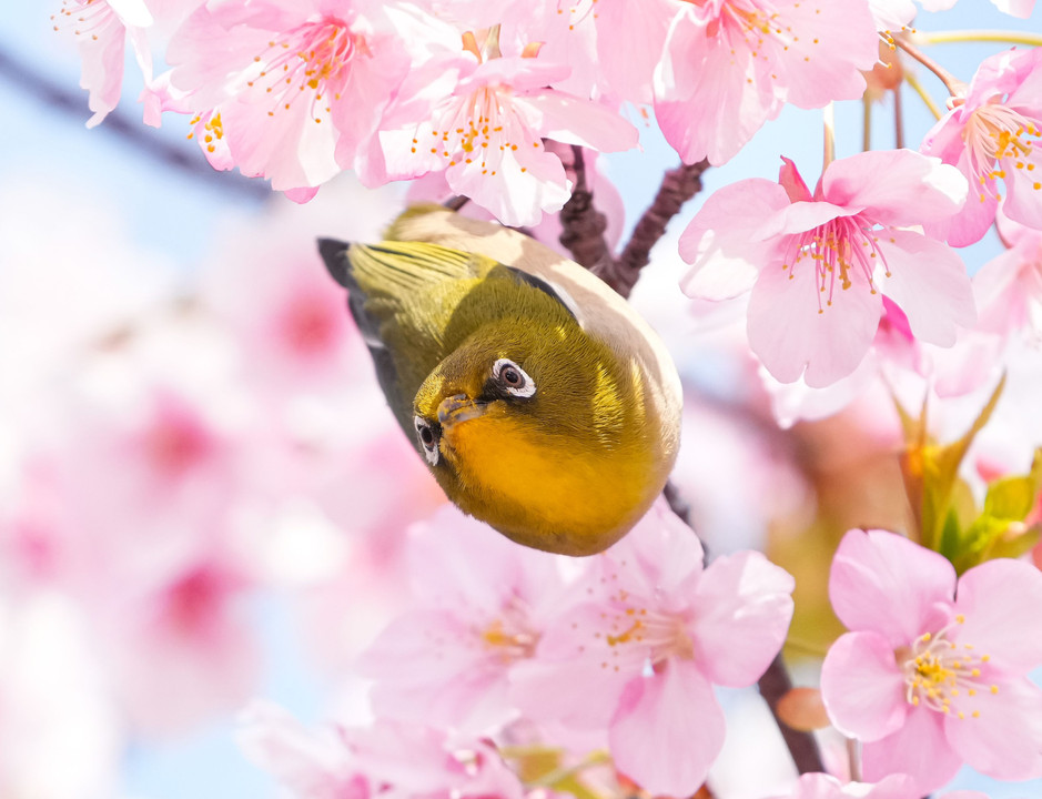 桜とメジロ　#メジロ#