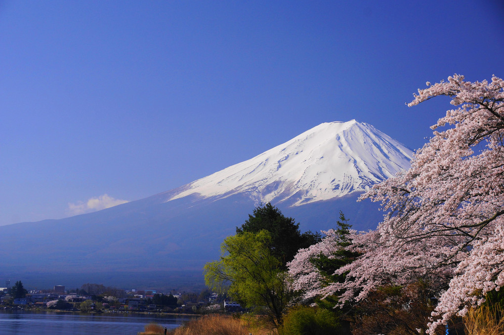 春の富士！：河口湖（長崎公園）
