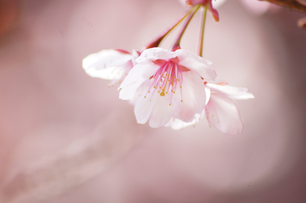 ふんわり桜色