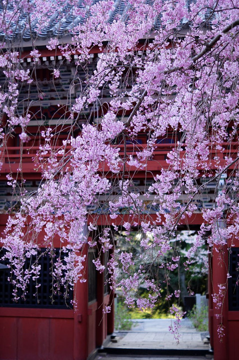 山門の枝垂れ桜