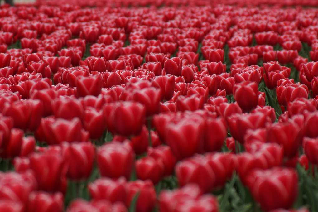 A lot of tulip !