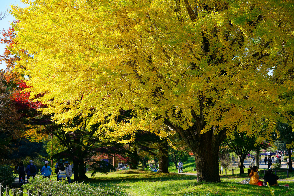 昭和記念公園に秋の訪れ（其の弐）