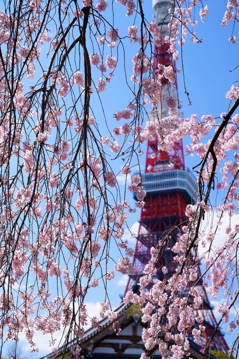 増上寺の枝垂桜