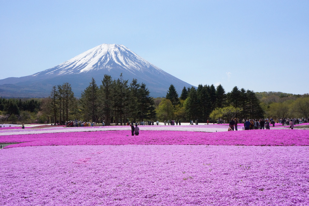 芝桜と富士山と