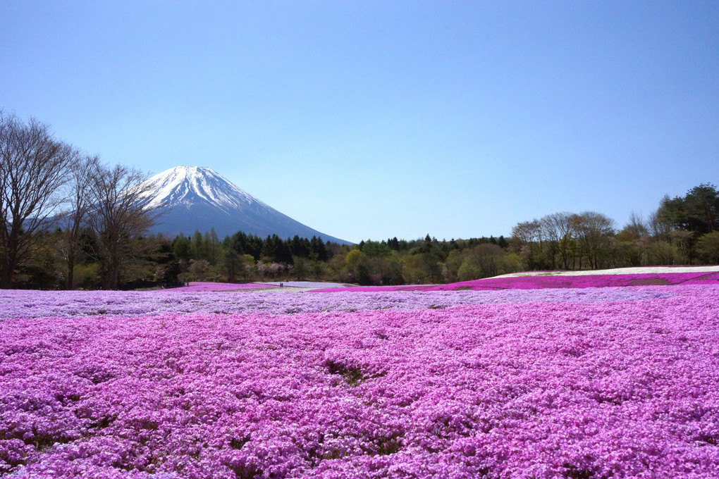 大きな山とピンク色の絨毯