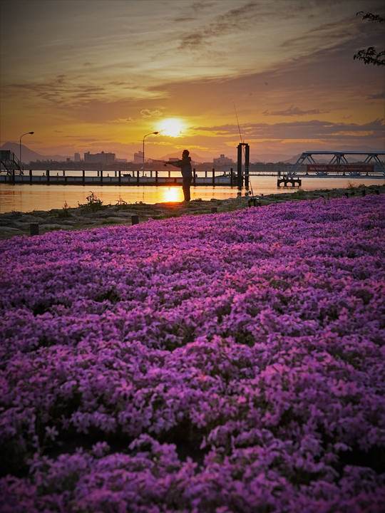 サクラソウと琵琶湖岸の風景