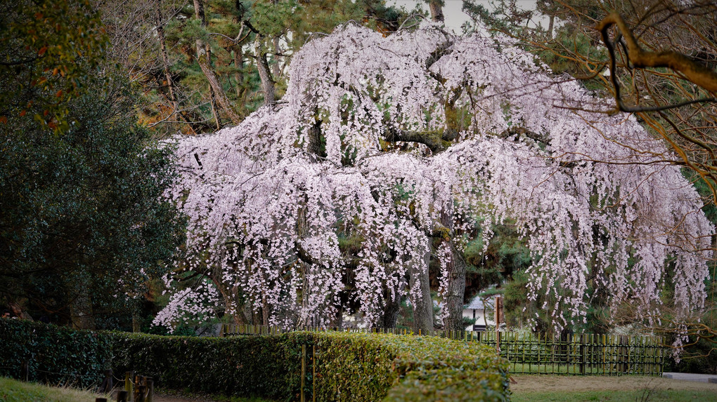 夜明け　御苑南側の一本桜
