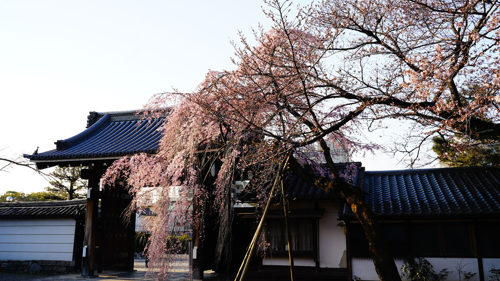 聖護院門跡の枝垂れ桜