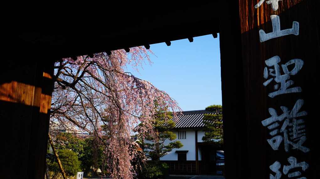 聖護院門跡の枝垂れ桜