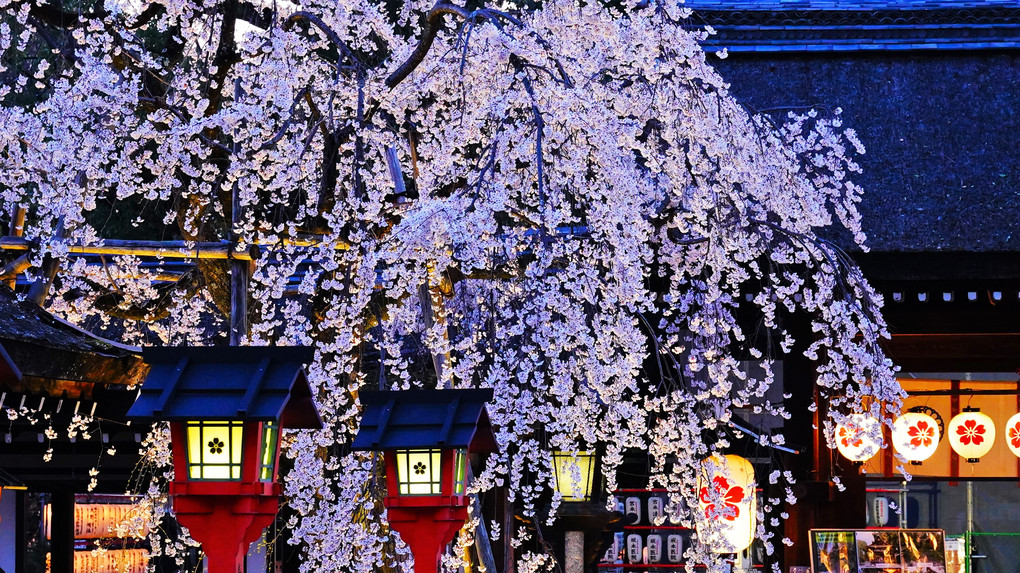 平野神社　宵の桜