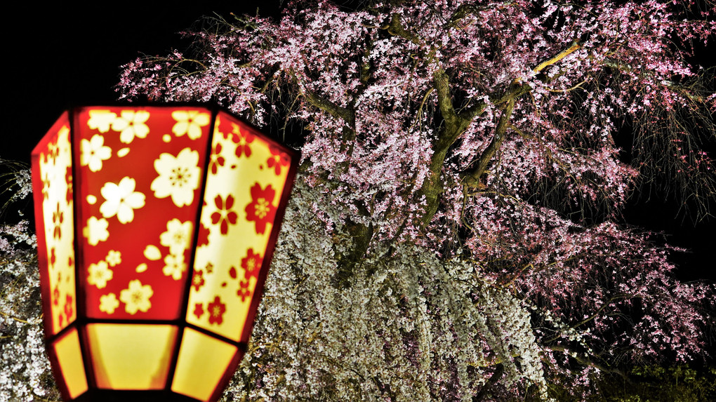 円山公園　枝垂れ桜