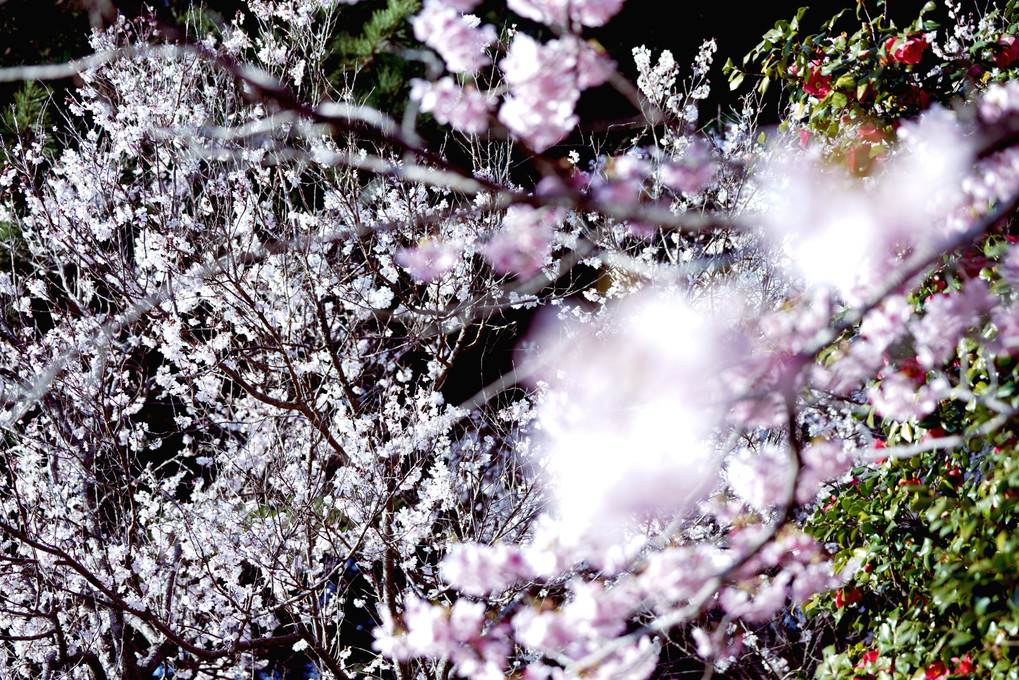 講師と行く　昭和の春を撮る＠立川の公園編