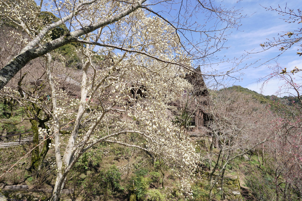 春の奈良