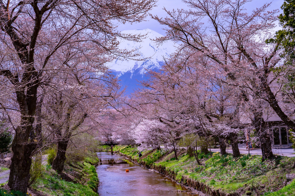 桜と富士山♪