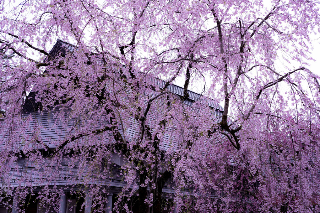武家屋敷の桜
