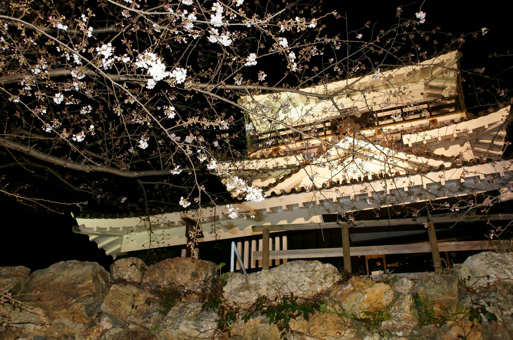 浜松城の桜