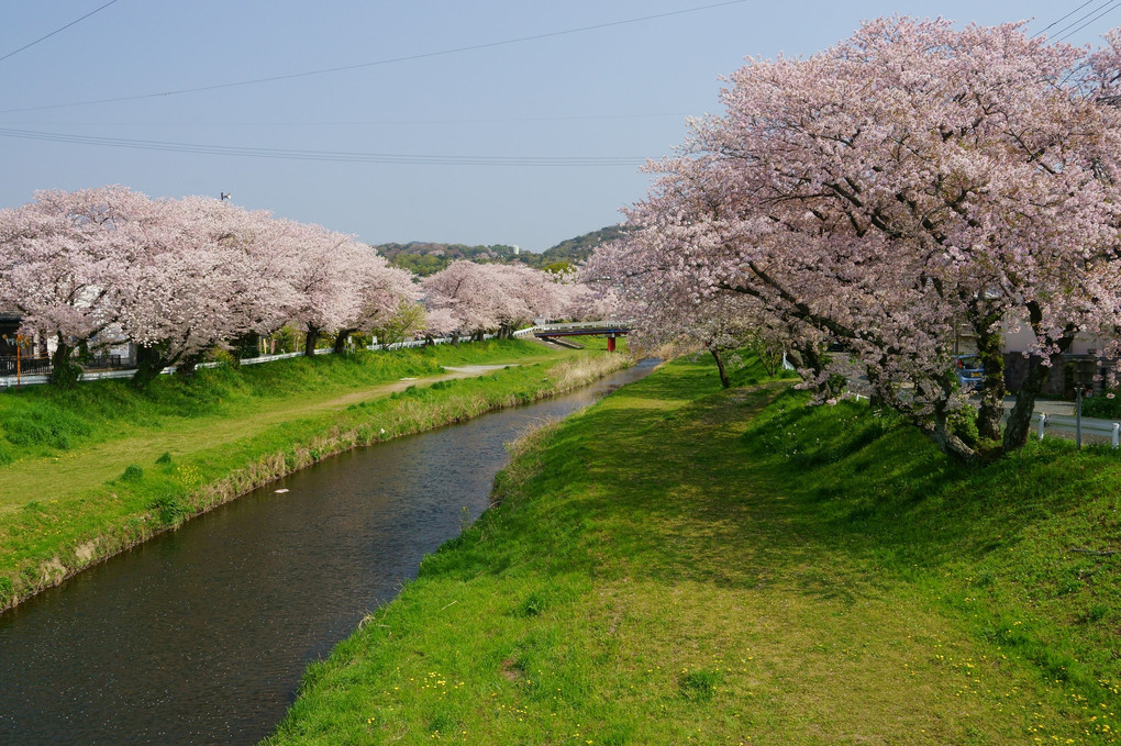 音羽川堤の桜並木
