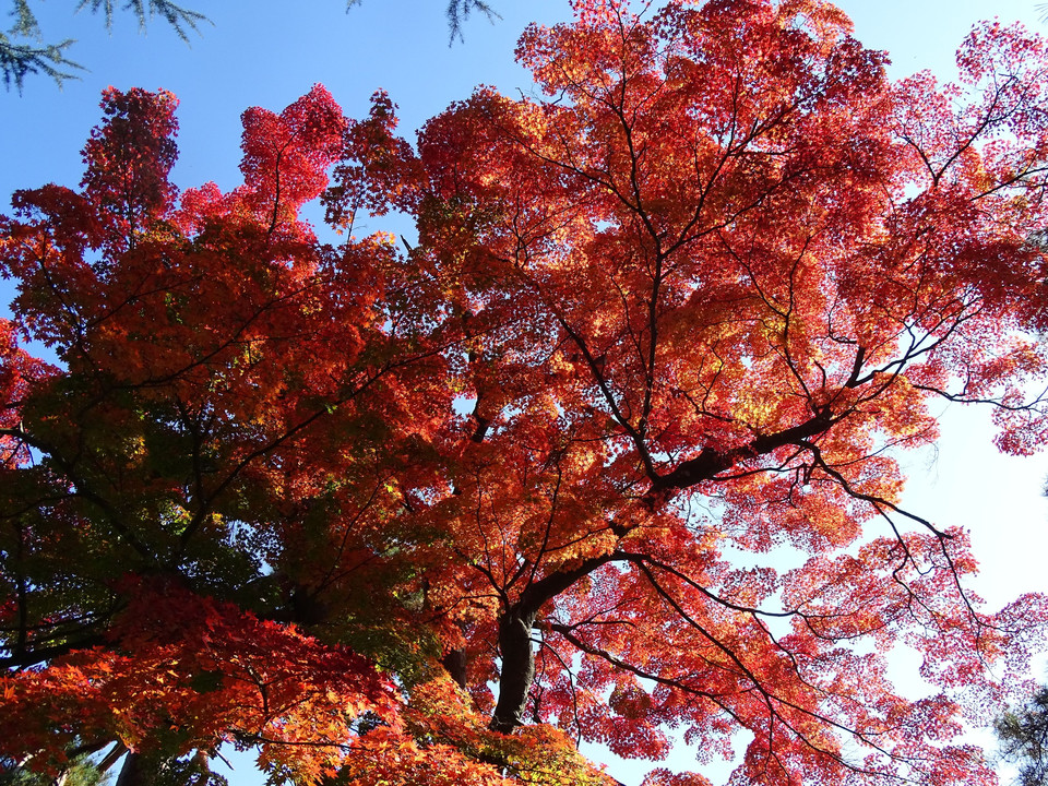 上杉神社の紅葉