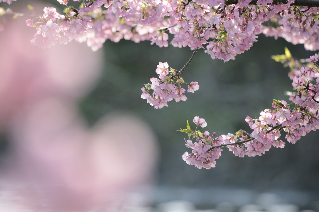 池の畔の河津桜