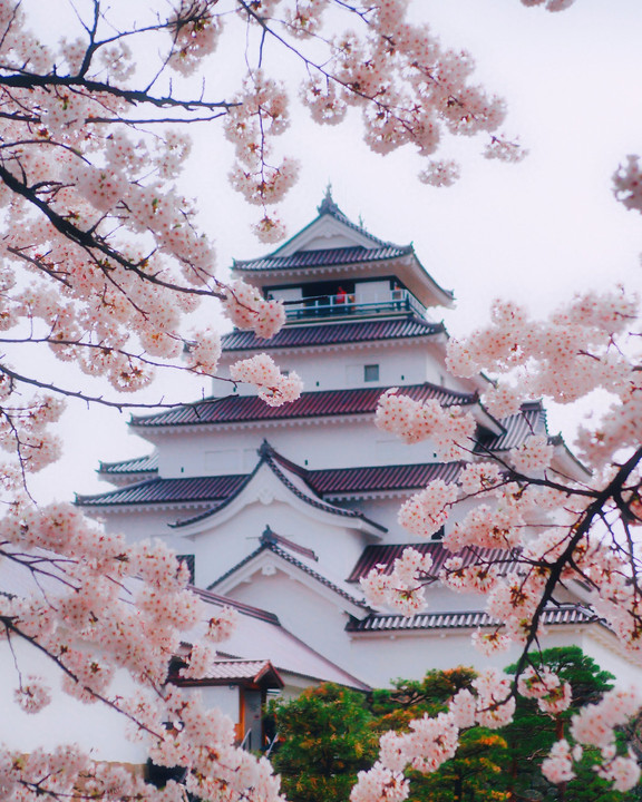 会津鶴ケ城の桜🌸