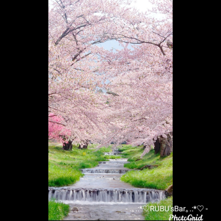 観音寺川の桜🌸