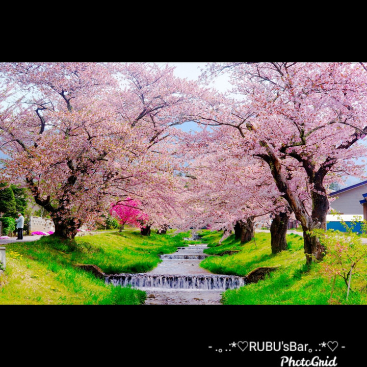 観音寺川の桜🌸