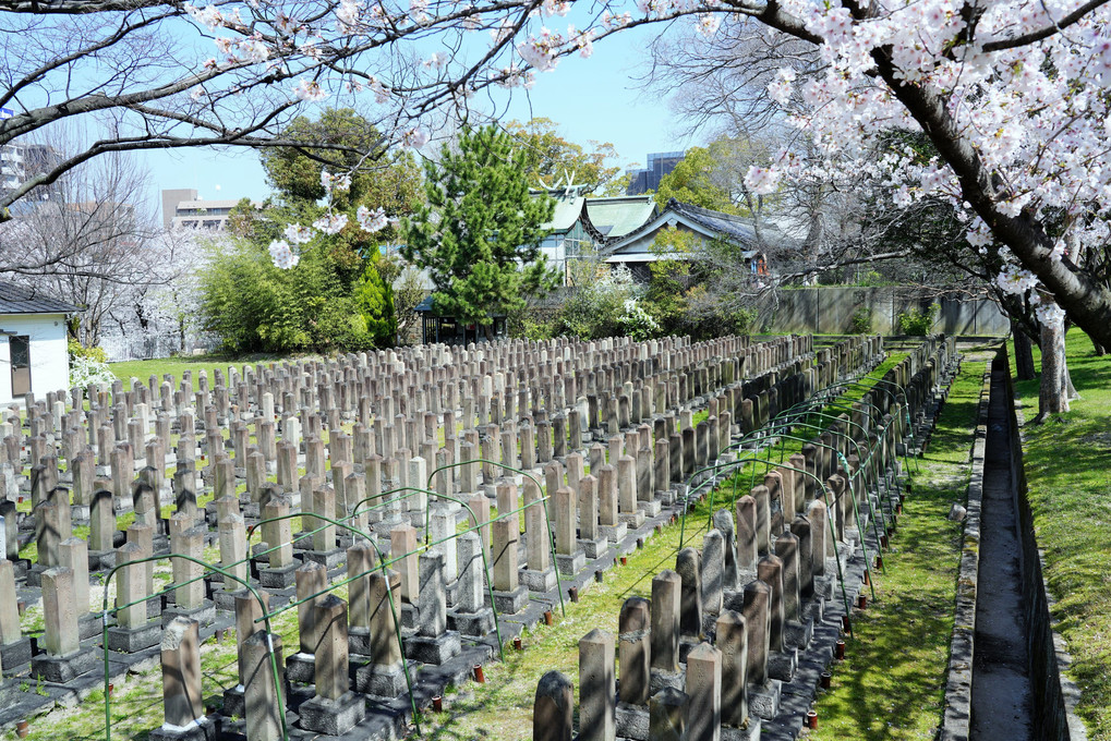 陸軍墓地に咲く桜の花