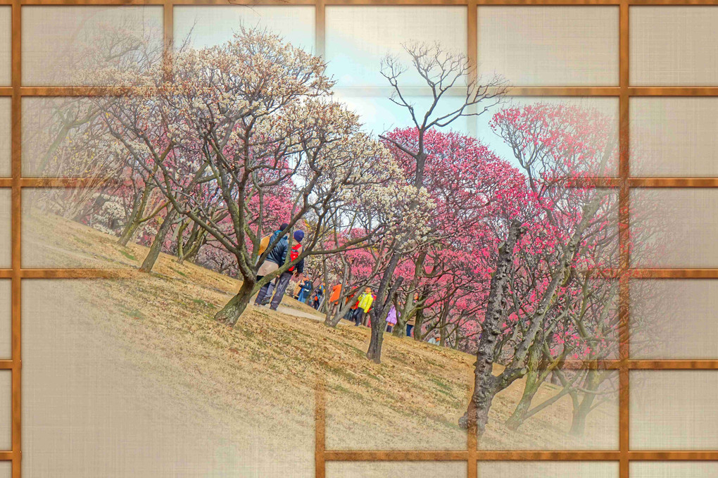 梅の花、撮り歩き、三景、