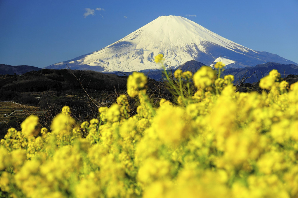 厳冬の　富士の高嶺と　里の春色