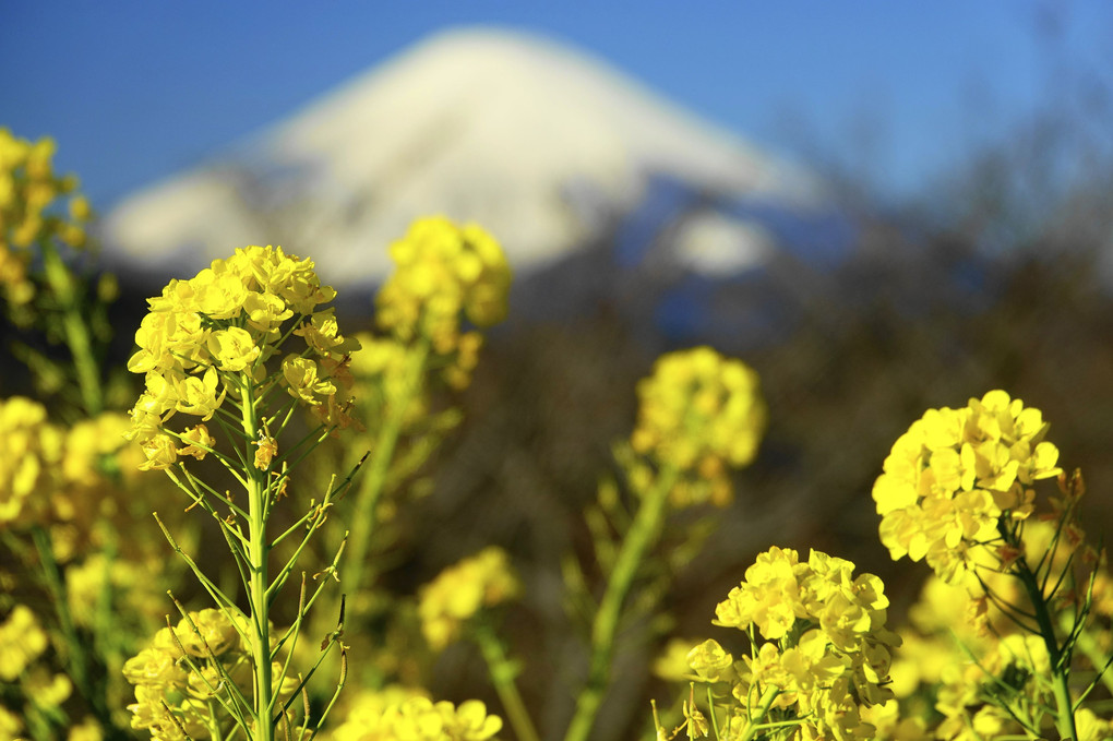 厳冬の　富士の高嶺と　里の春色