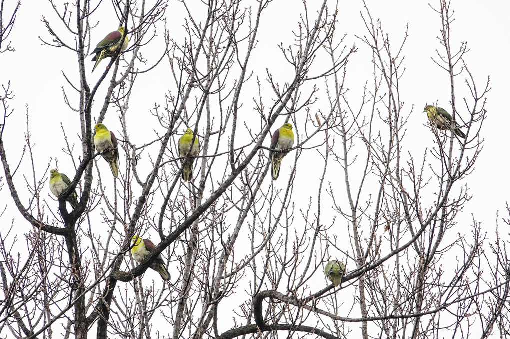 朝宮公園の鳥たち