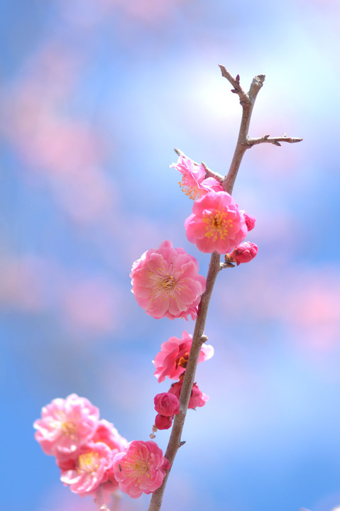 Spring pink on skyblue