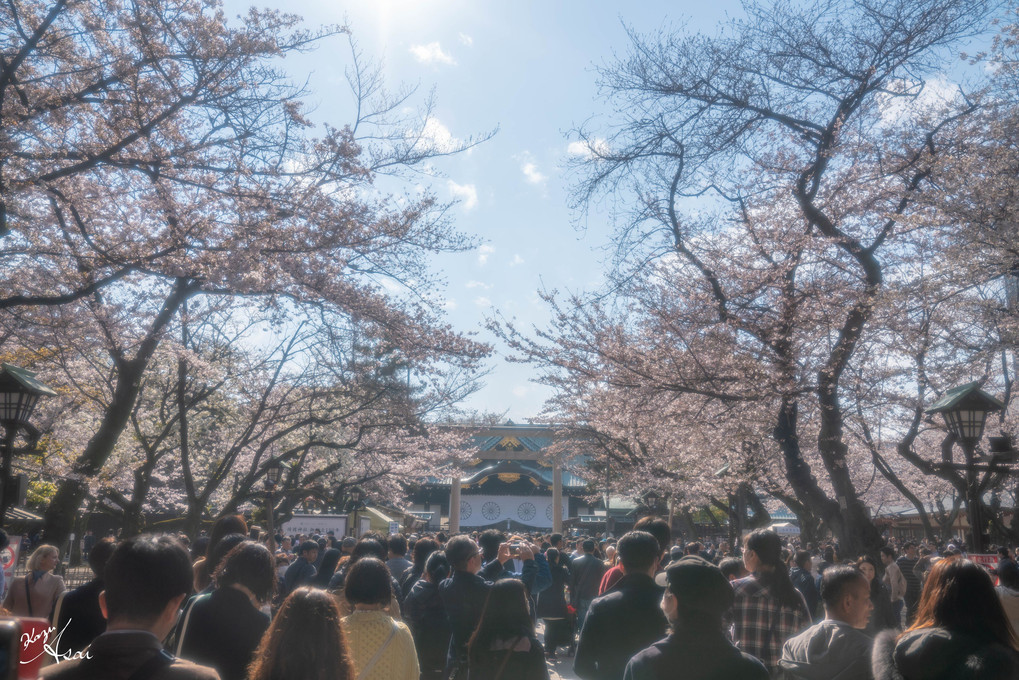 靖国神社の春