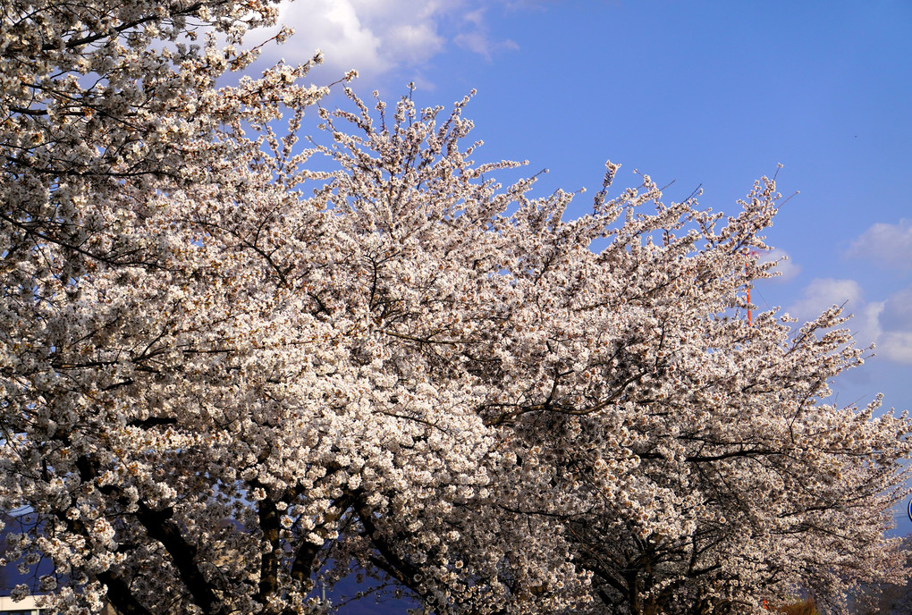 桜を撮る…