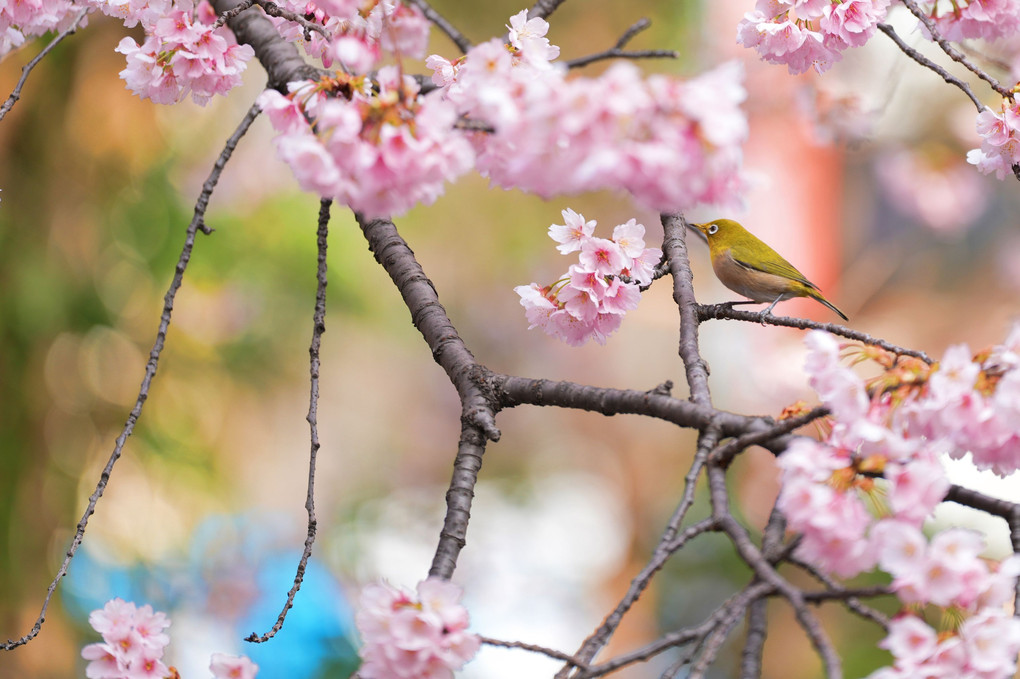 春が来たと　喜ぶ鳥