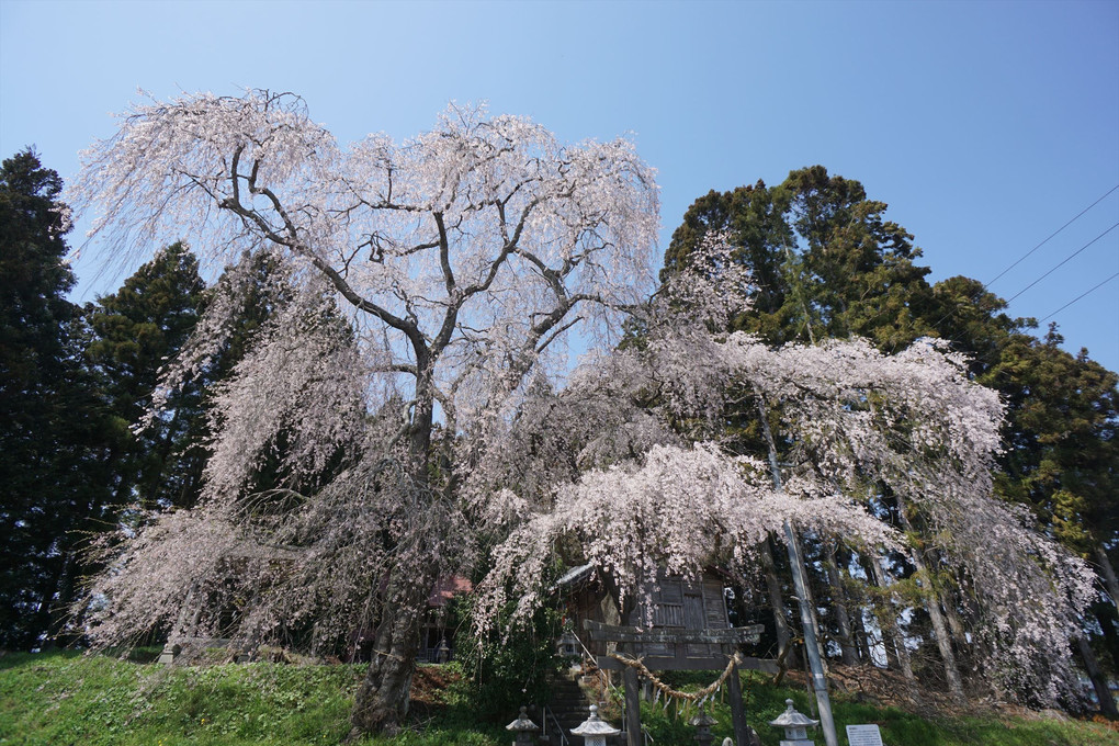 200年枝垂れ桜