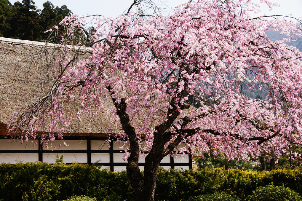 見事な福島の桜(蔵出し)