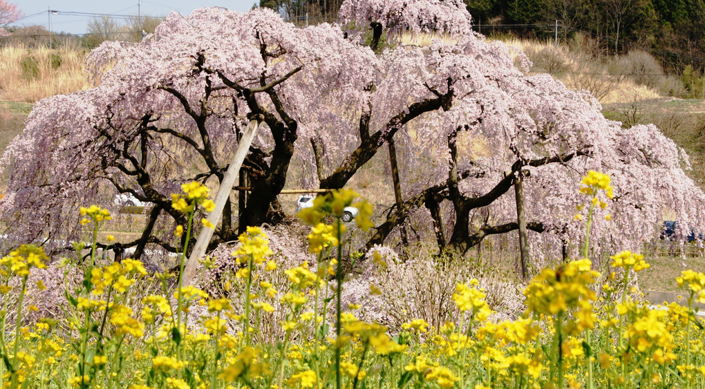 見事な福島の桜(蔵出し)