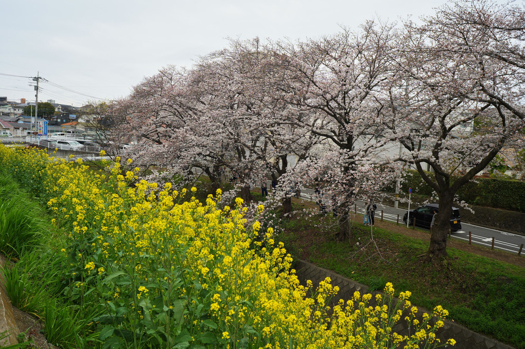 大和・桜が丘の菜の花と桜
