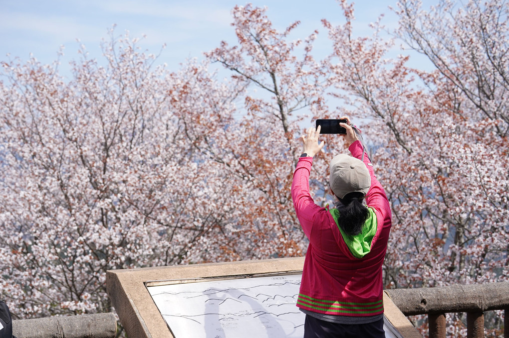 吉野山の千本桜　