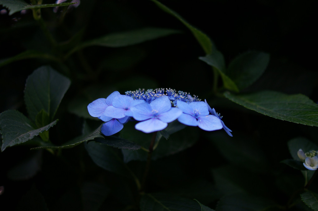 マジックアワーの紫陽花
