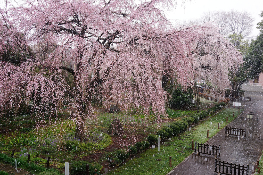 春分の雪桜＠東郷寺