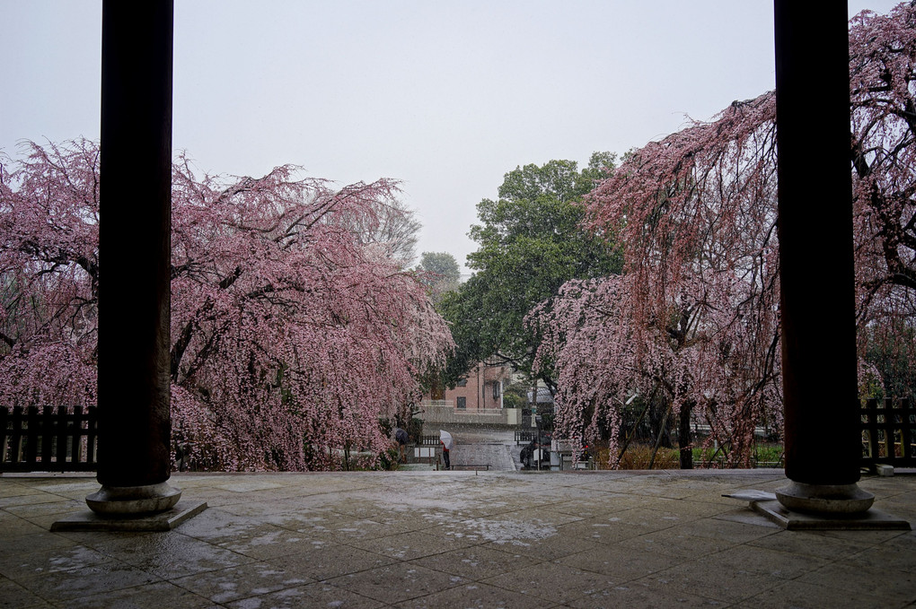春分の雪桜＠東郷寺