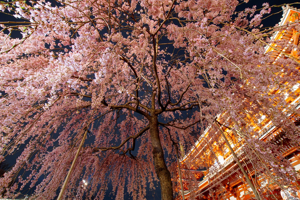枝垂れ夜桜＠宝蔵門