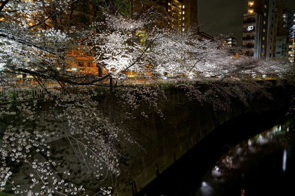 夜桜＠面影橋
