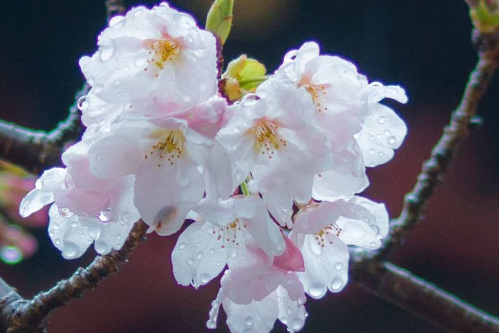 氷雨　桜