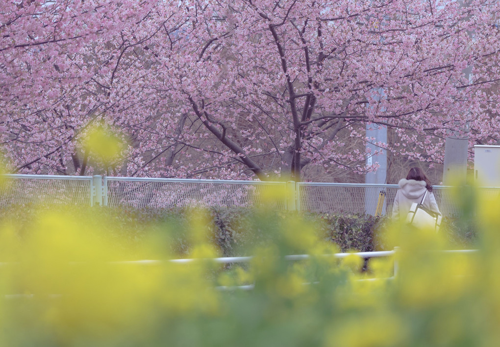 春の彩り～三浦海岸桜まつり～
