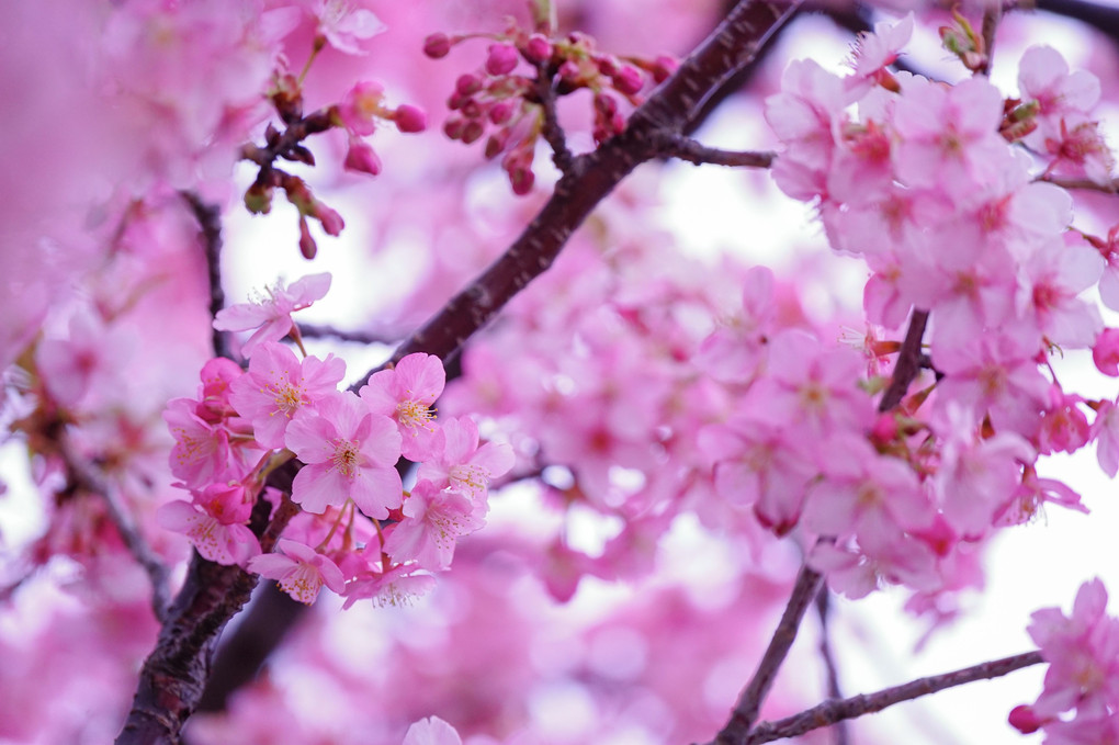 春の彩り～三浦海岸桜まつり～