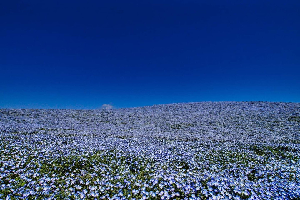 Flowers in the blue sky