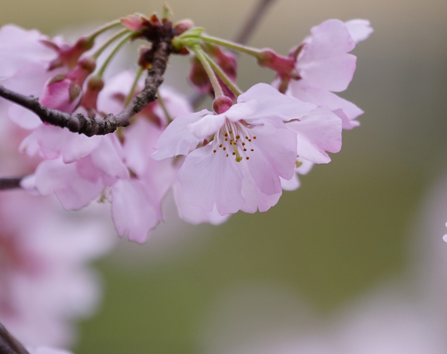 リーゼントクラブ～新宿御苑で桜を撮る～